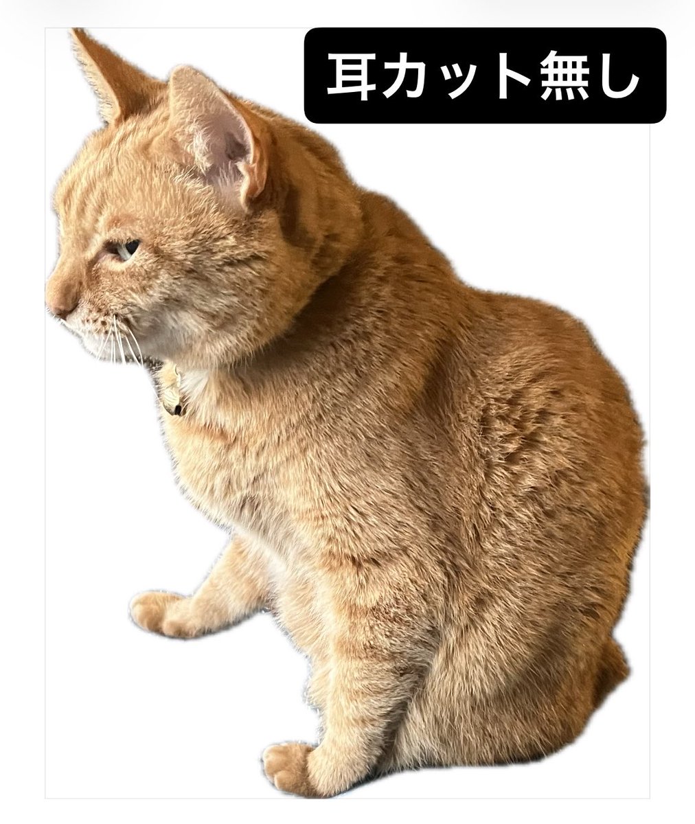 茶トラヒロシ tweet media