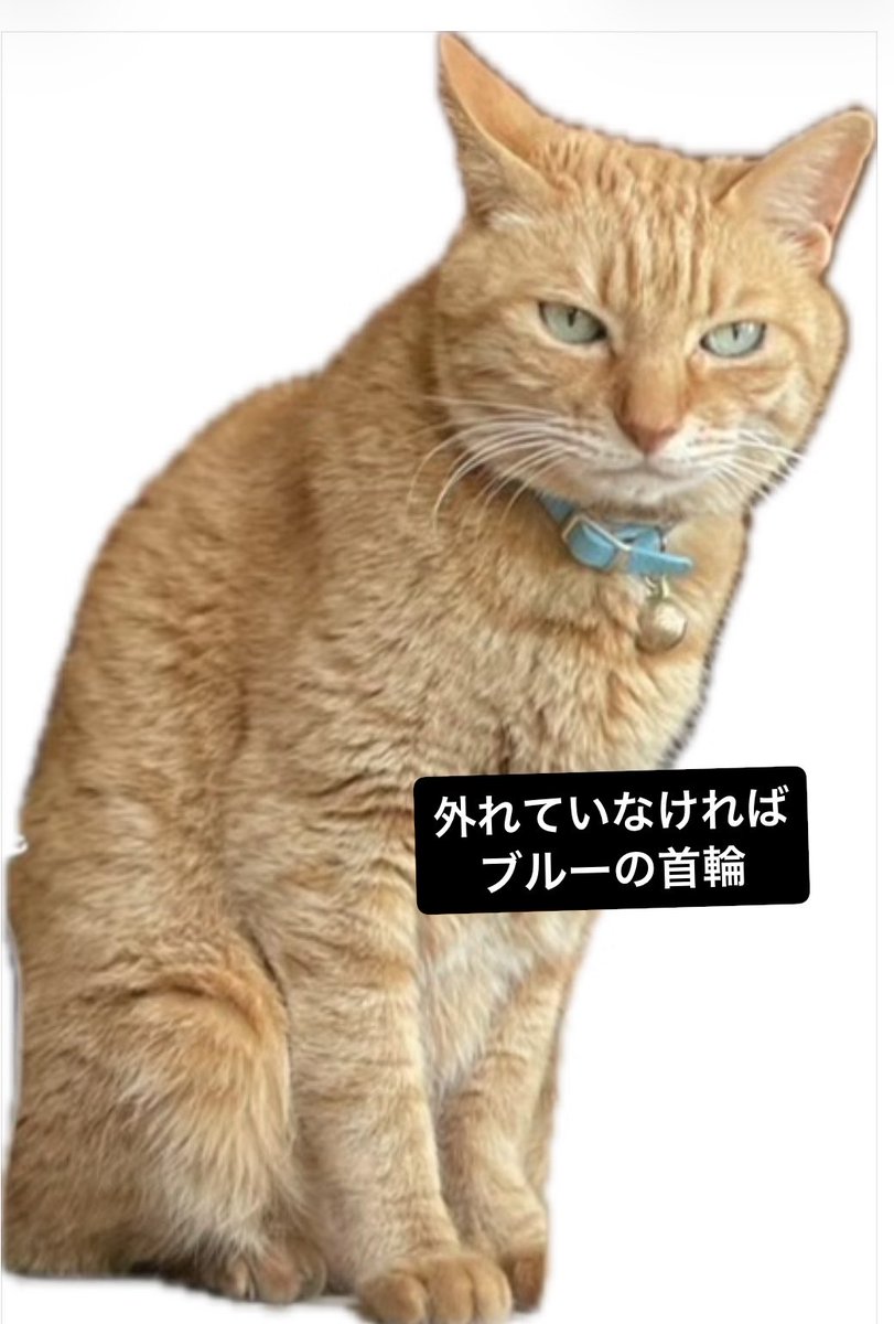 茶トラヒロシ tweet media