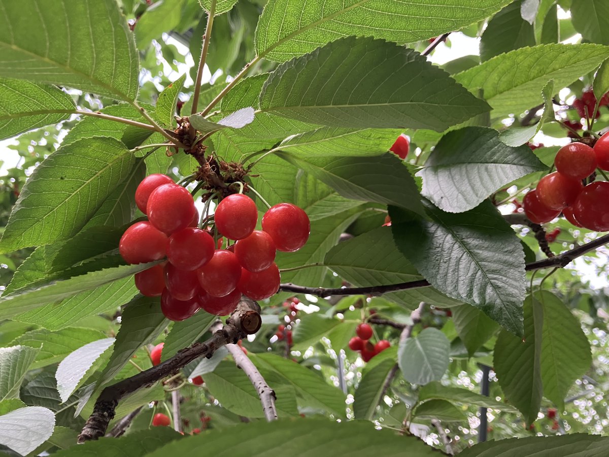 monte_prstaff's tweet photo. ⛰️🍒35市町村アンバサダー活動🍒⛰️

#ホーム湘南戦 の市町村応援デー対象地域である #東根市 を #城和隼颯 選手が訪問✊

さくらんぼ狩りと種飛ばしを体験してきました🍒
あまりのおいしさに城和選手もこの表情😊

ご協力いただきました関係者の皆さま、ありがとうございました！ 

👇市町村応援デーチケットはこちらから
https://t.co/Izf5bwNlSh

#montedio
#yamagataichigan