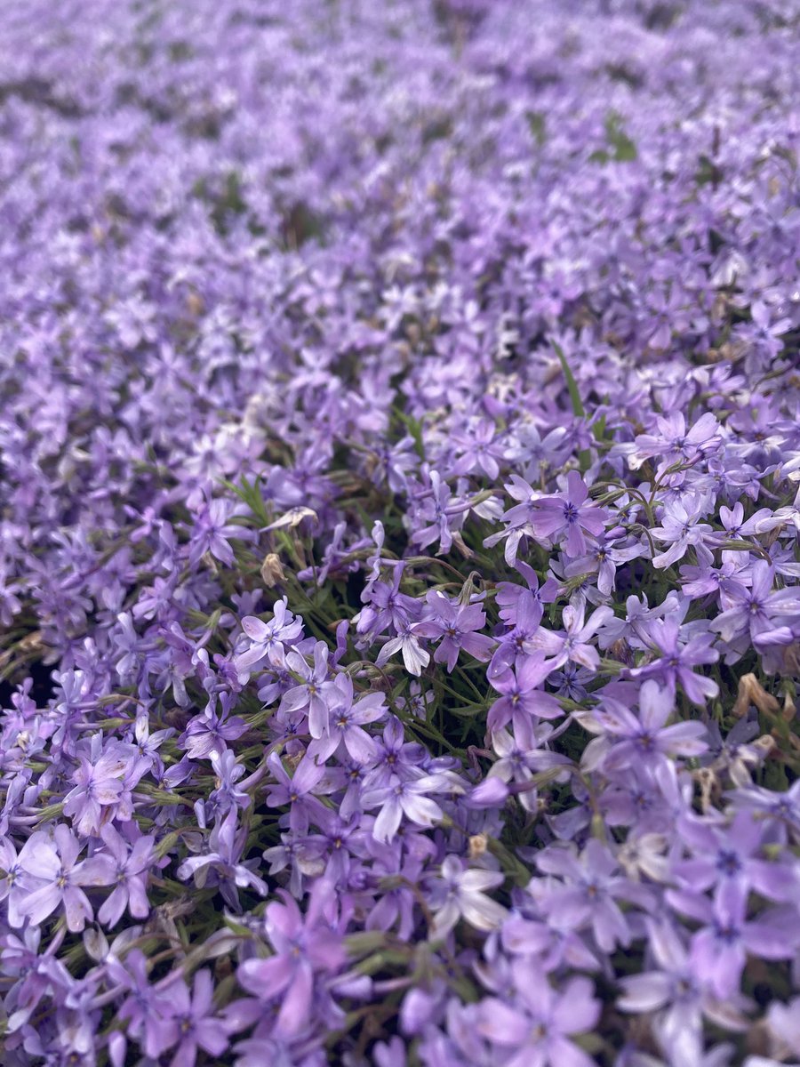 ayataso0812's tweet photo. ４月の終わりに羊山公園の芝桜も見に行ってた😆お花は綺麗だし、景色はいいし、胡桃蕎麦と山菜の天ぷらは美味しいし、お友達には恵まれてるし。
幸せ😊 https://t.co/l6q0a58TyM
