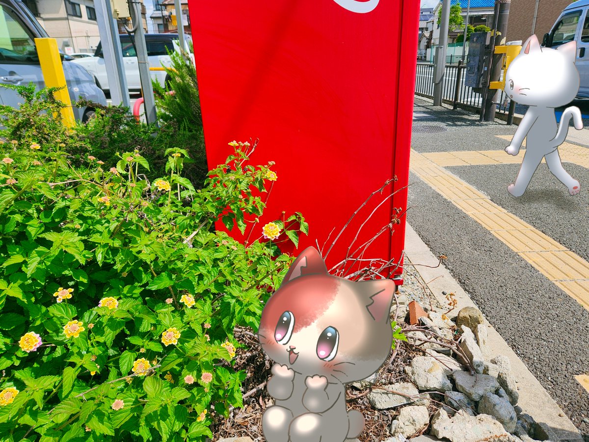 daion304's tweet photo. 庄内駅から大学までの通学路に、ちいさくて鮮やかなお花が咲いてました🌼
調べてみたら｢ランタナ｣というお花みたいです！
和名は｢シチヘンゲ｣、色が変わることがあるそうですよ。
秋頃まで咲き続けるようなので、どんな変化があるのか注目ですね👀 https://t.co/p58MWHvJHZ