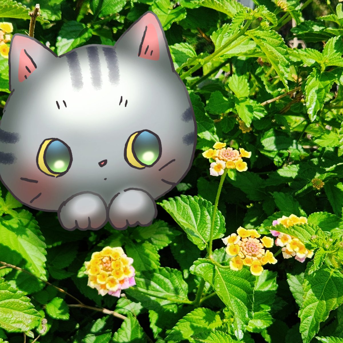 daion304's tweet photo. 庄内駅から大学までの通学路に、ちいさくて鮮やかなお花が咲いてました🌼
調べてみたら｢ランタナ｣というお花みたいです！
和名は｢シチヘンゲ｣、色が変わることがあるそうですよ。
秋頃まで咲き続けるようなので、どんな変化があるのか注目ですね👀 https://t.co/p58MWHvJHZ