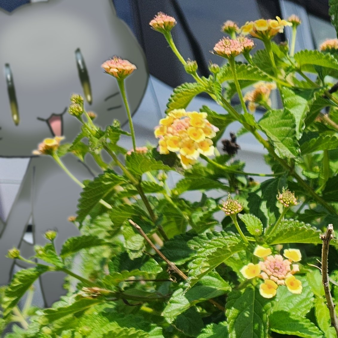 daion304's tweet photo. 庄内駅から大学までの通学路に、ちいさくて鮮やかなお花が咲いてました🌼
調べてみたら｢ランタナ｣というお花みたいです！
和名は｢シチヘンゲ｣、色が変わることがあるそうですよ。
秋頃まで咲き続けるようなので、どんな変化があるのか注目ですね👀 https://t.co/p58MWHvJHZ