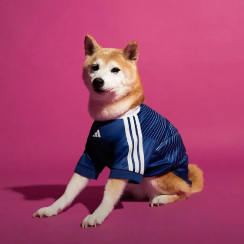 World Cup Shiba tweet media