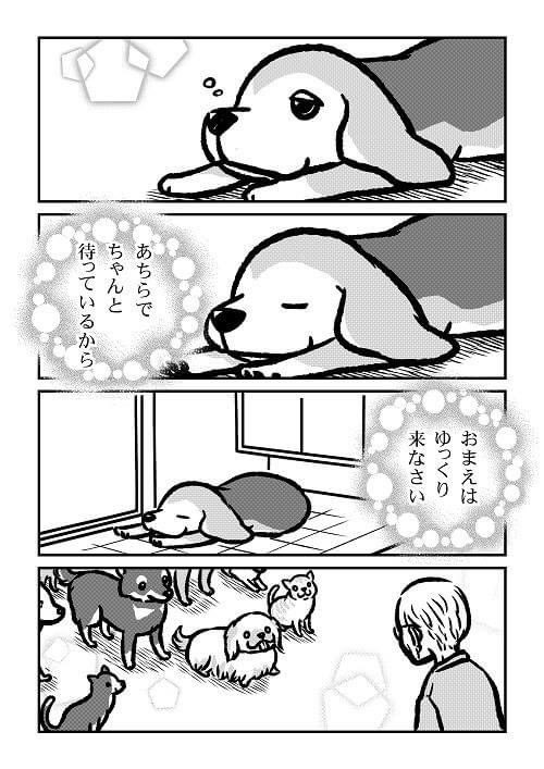 「おじいちゃんとアトム」②
当時祖父は体調を崩し入院していました。
祖父はアトムが家に来てから「アトムがいるから」と旅行にも行かなくなったほどでしたので、祖父と片時も離れたことのなかったアトムは毎日玄関で眠り祖父の帰りを待っていました。