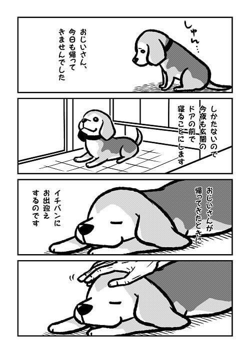 「おじいちゃんとアトム」②
当時祖父は体調を崩し入院していました。
祖父はアトムが家に来てから「アトムがいるから」と旅行にも行かなくなったほどでしたので、祖父と片時も離れたことのなかったアトムは毎日玄関で眠り祖父の帰りを待っていました。