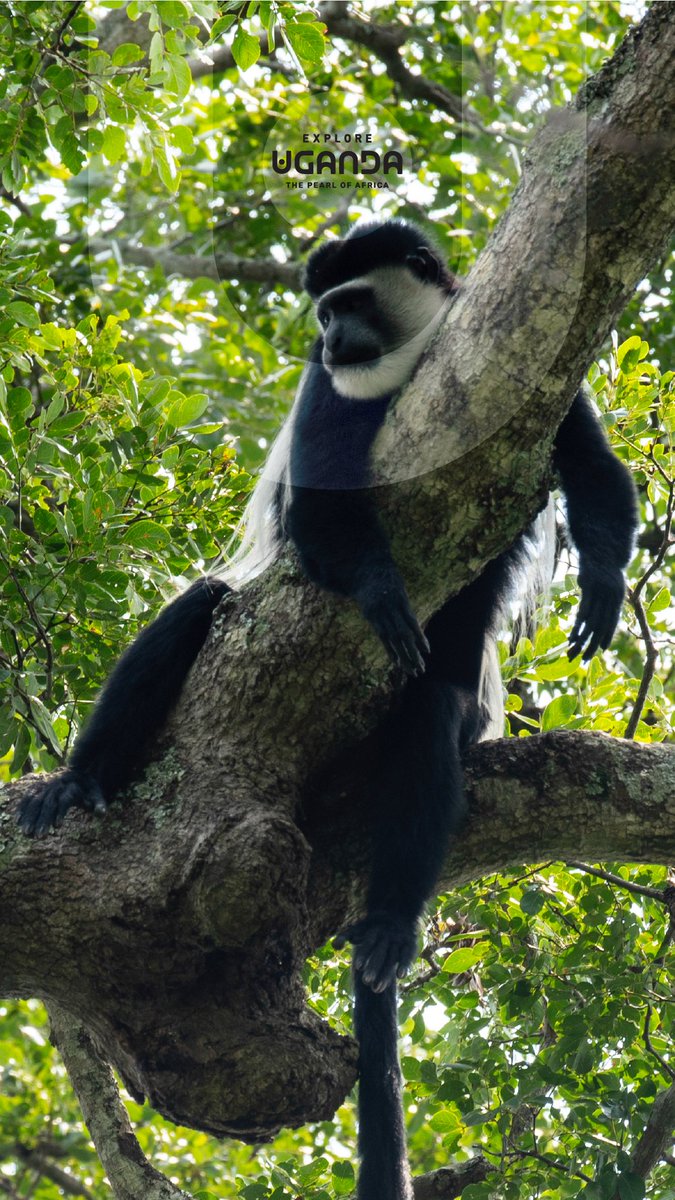 Explore Uganda 🇺🇬 tweet media