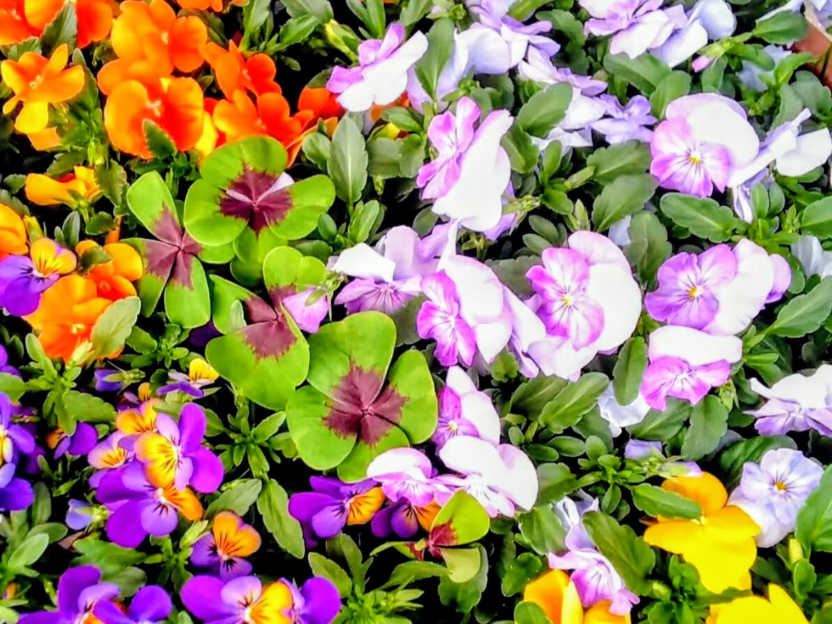 ai24240's tweet photo. *
みなさまに 幸あれ🍀 https://t.co/AQj8wi6wQL