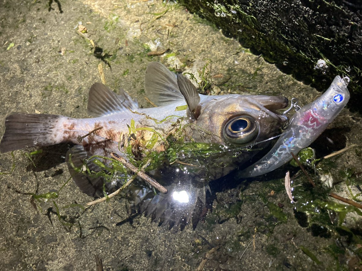 seigo_taro's tweet photo. 5月 岩手県河川

あらゆるピンに集団定位していたメバル達。シーバス狙いだったけど果敢にエグイドにアタックして来るのでそのまま沢山釣らせて貰いました。 https://t.co/YawDaO0BDY