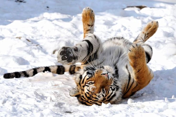 THE ANIMAL WORLD NATURE tweet media