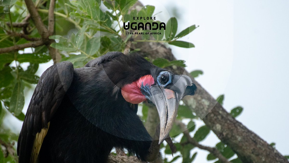 Explore Uganda 🇺🇬 tweet media