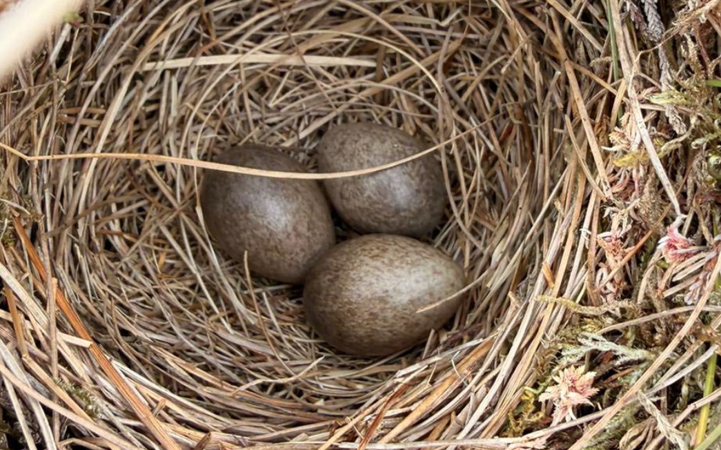Moorland Association tweet media
