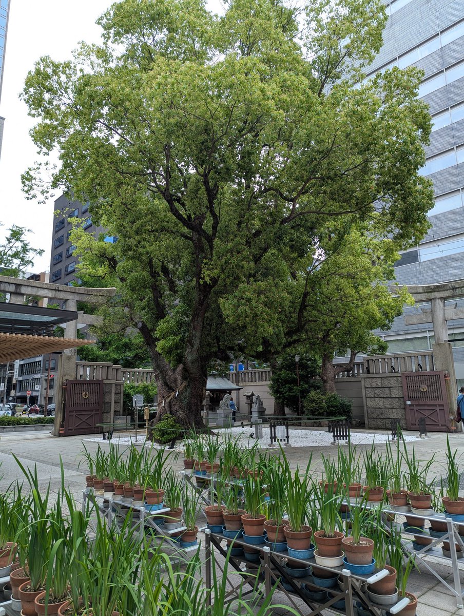 con1coon2's tweet photo. 大阪市中央区　難波神社へお詣りしてきました。菖蒲の株がたくさん置いてありました。
頂いた書き置きの御朱印にも菖蒲の花で彩ってありました。 https://t.co/gbNoYzdPJv