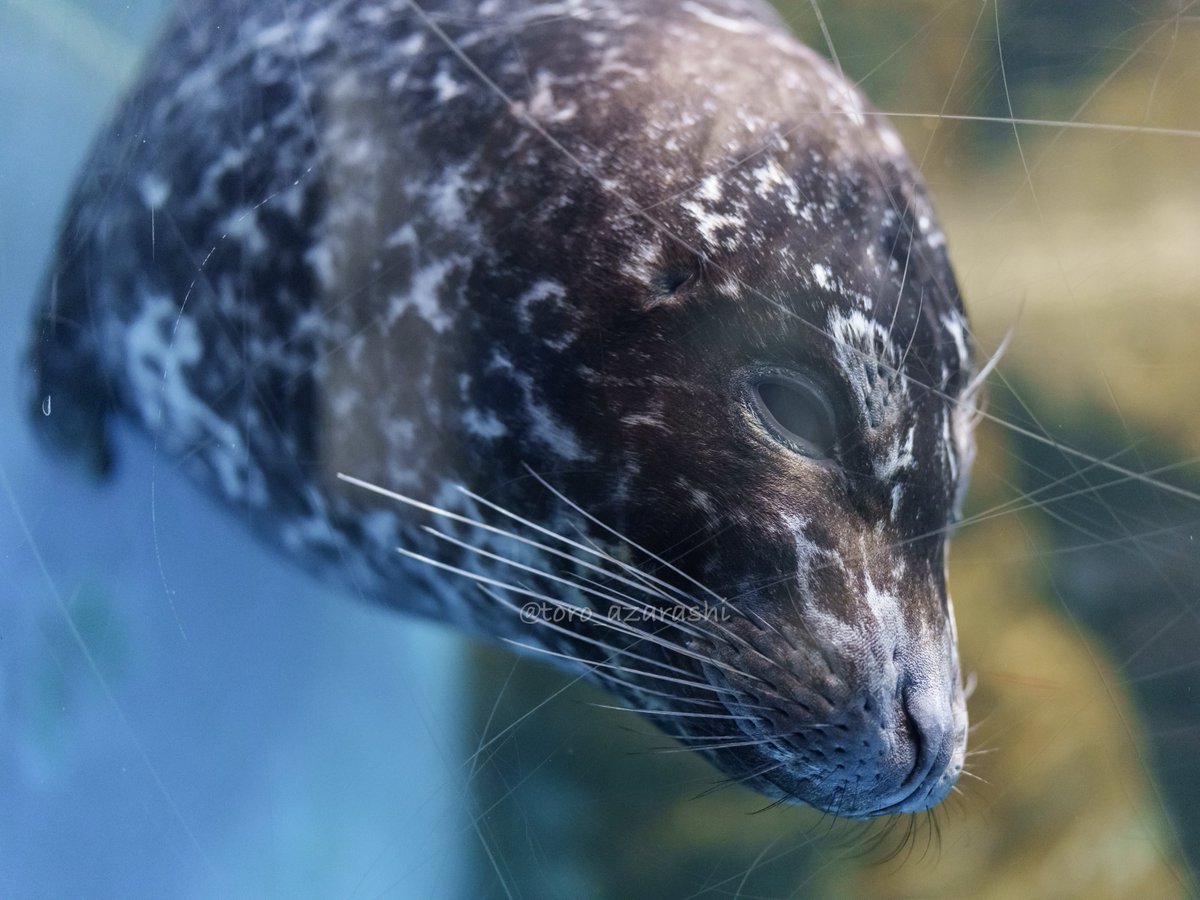 浅虫水族館 サツキ 2025/05/18 #アザラシ #ゼニガタアザラシ 5/13