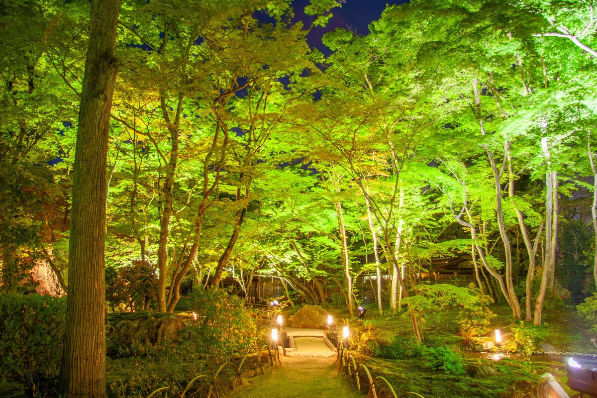 souda_kyouto's tweet photo. 青もみじが輝く、初夏の特別拝観🍃✨
京都・嵐山に位置する宝厳院で、秋のみ実施される夜間拝観をこの初夏に特別開催！この時季ならではの新緑を眺めながら、心癒されるひとときを。
通常非公開の書院からは幻想的なリフレクションをお楽しみいただけます。

お申込みはこちらから🔍
https://t.co/idtYP7nGip