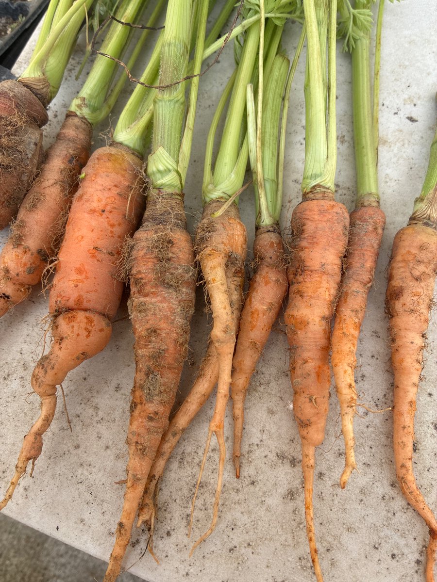 YoFreespeech's tweet photo. 人参🥕
ちょこちょこ収穫してるけど
なかなかなんです💪 https://t.co/rhDcznbixX