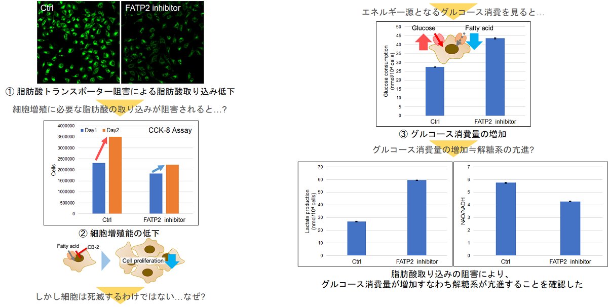 dojindoInfo's tweet photo. 【#ScienceNote：論文紹介】乳酸の恒常性⚖️に寄与するインスリンとセルフブレーキ機能の解明😲✨記事はコチラから👉https://t.co/wTyDJpZCyx同仁化学研究所では上記のような学術情報をDMにて配信しております。ご登録はこちらから！：https://t.co/H1vzEJj8b0 https://t.co/z7wUPJFuIs