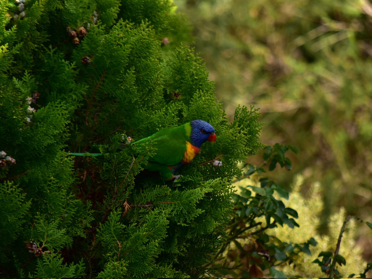 Lookandwait's tweet photo. A pair of Rainbow Lorikeets visited the garden today. https://t.co/V8m1NV4dvE