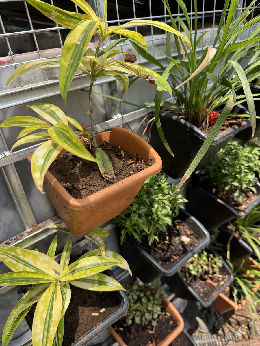 ProEarthEco's tweet photo. 🌱 Prakruth composting at a 70-flat complex with limited space — located where seniors gather &amp; children play.
✅ No odour
✅ No electricity
✅ Green &amp; low-maintenance
Turning unused corners into living green spaces while managing wet waste.
🏢 Get started in your society! https://t.co/94QU54pqxX