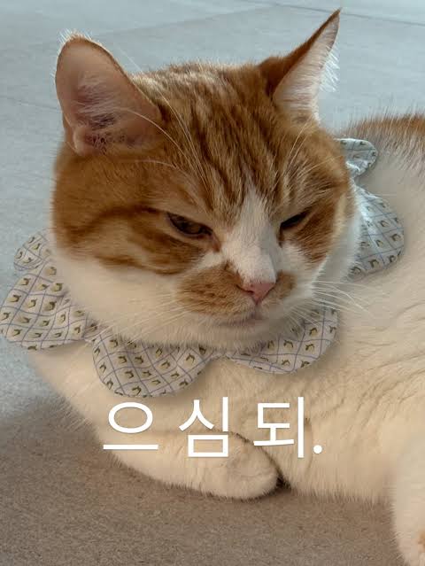 별서린 tweet media