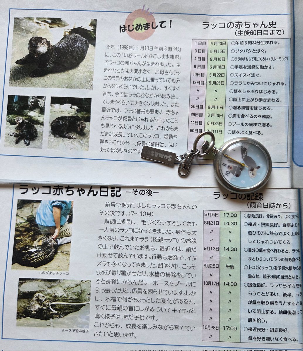 らっこページ かごしま水族館でラッキーが生まれた日。「さくらじまの海」から飼育