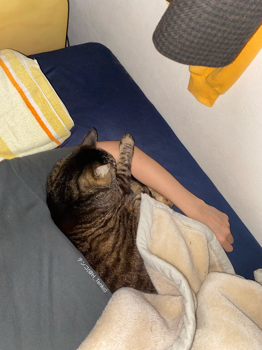H_Tenko's tweet photo. 人間の腕は枕だと思ってる猫 https://t.co/nh2YeZNQ94