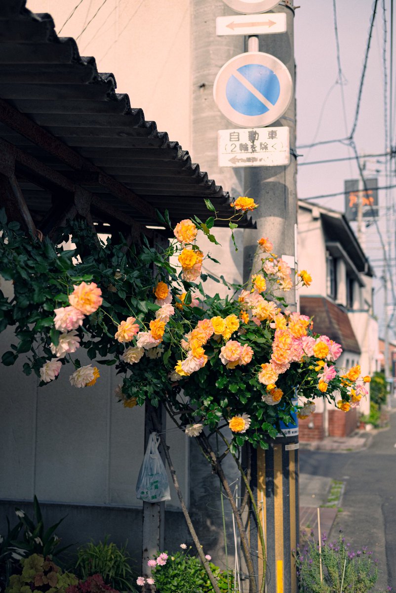 A-kichi tweet media