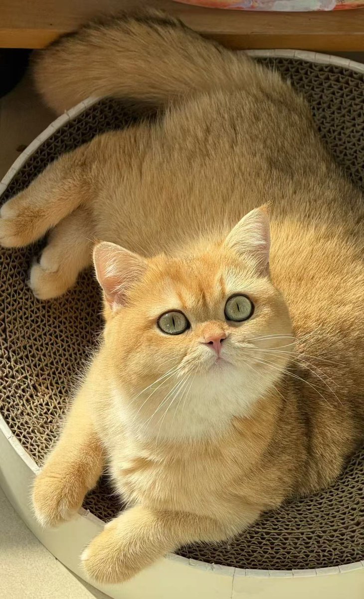 CryptoCat|猫姐🐈 tweet media