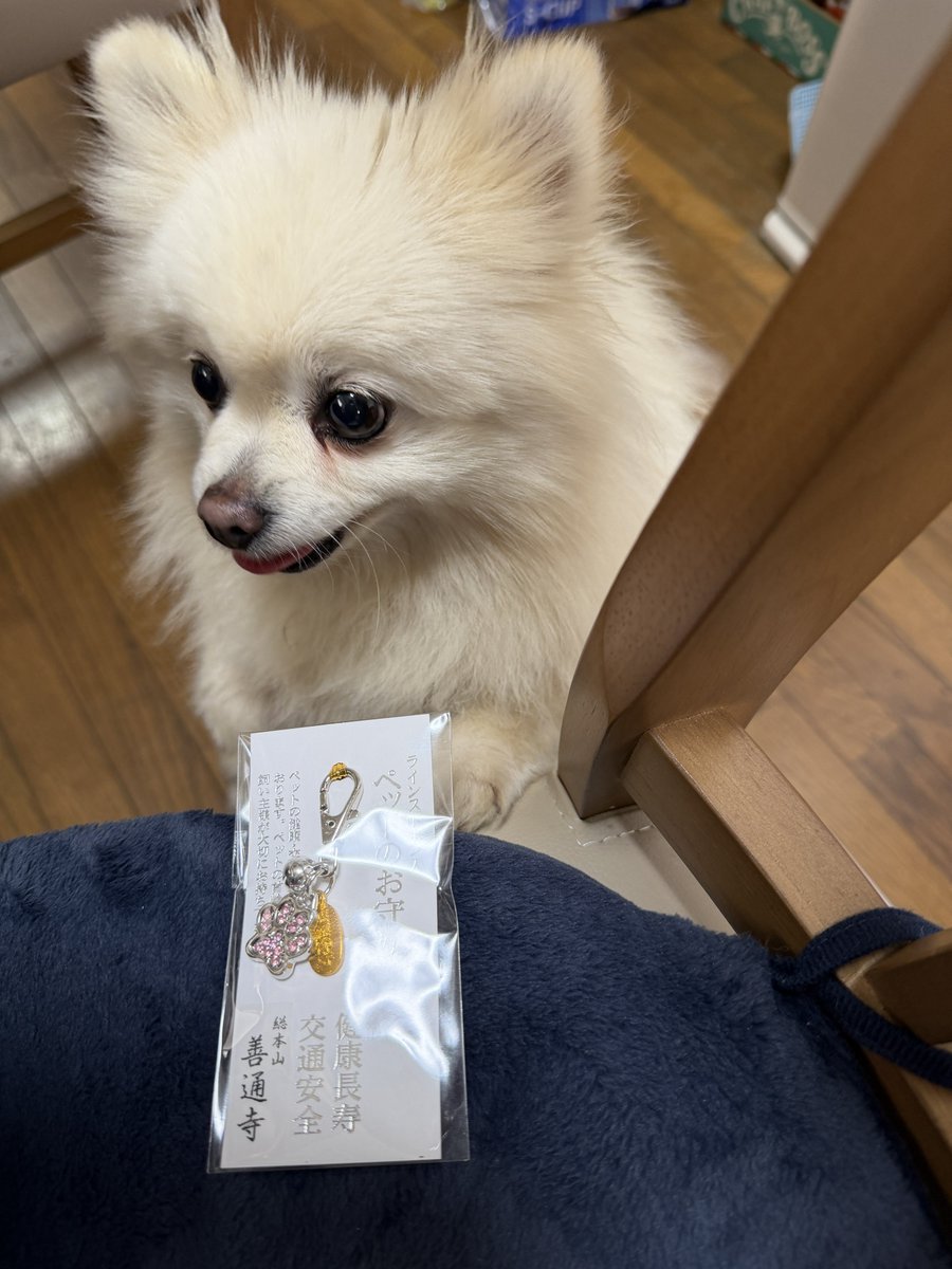 モモ🐶ポメラニアン tweet media