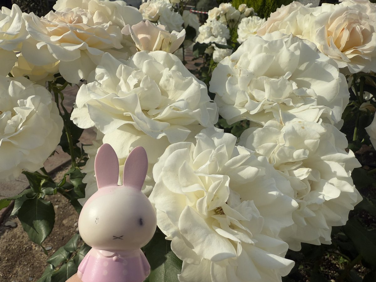 花 #sora うさちゃんと薔薇たち