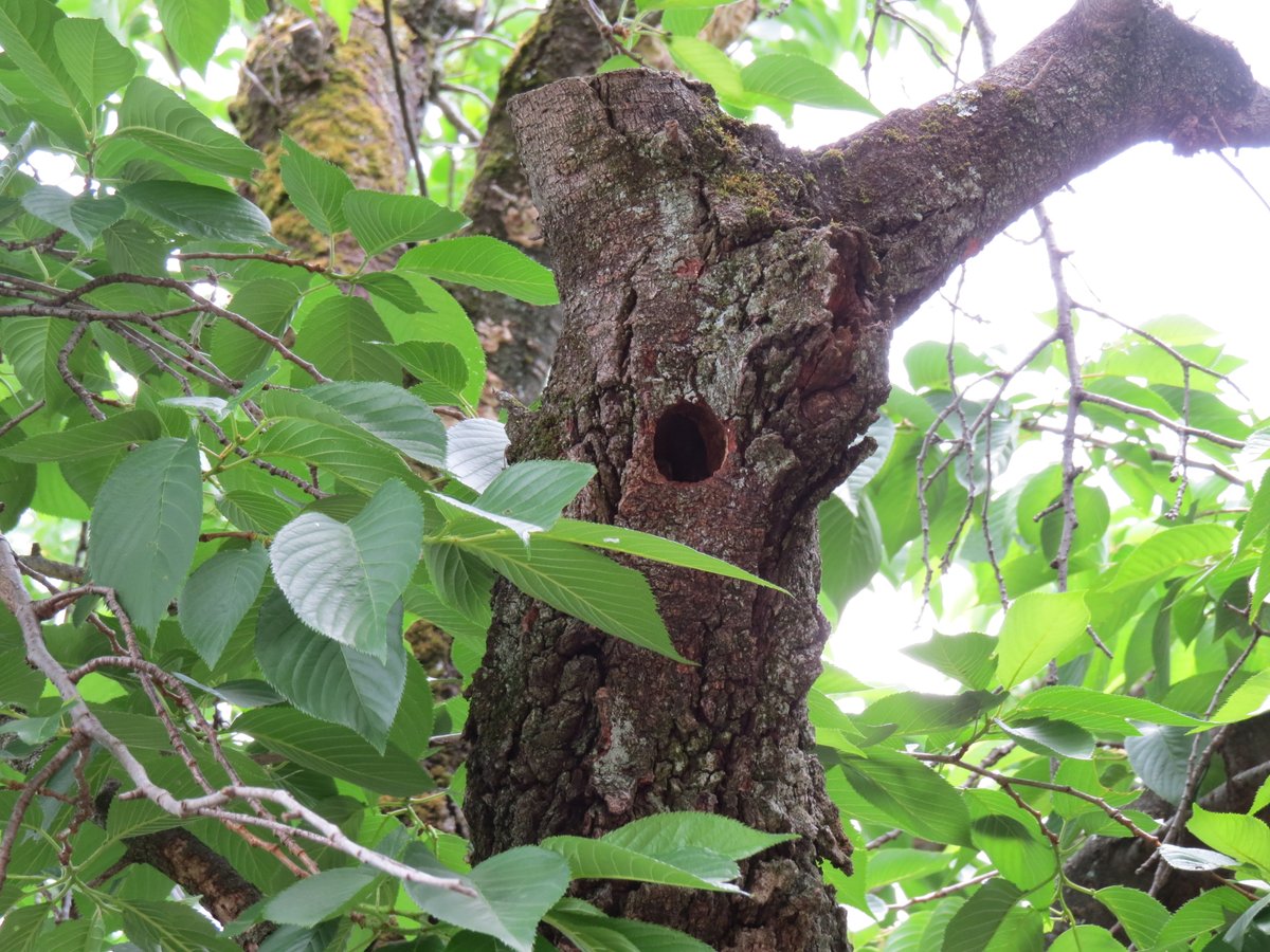 桜の木の巣穴から、コゲラ（キツツキ）の雛が顔を覗かせていました。