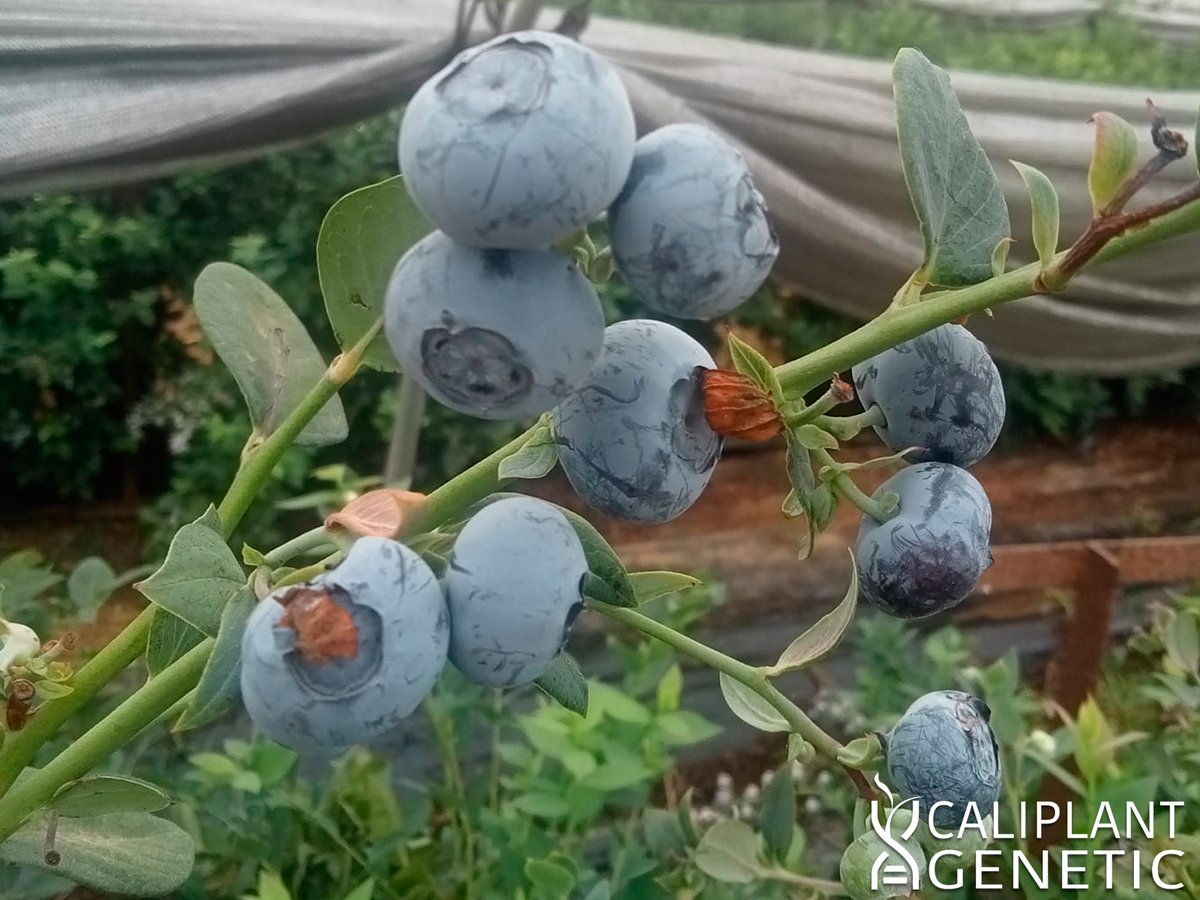 cpgenetic's tweet photo. Os dejamos unas fotografías de la variedad de arándano Matias® cultivadas en Huelva (España) donde se aprecia como mantiene sus excepcionales calibres incluso hasta el final de campaña. https://t.co/hhC7BOlUt4
