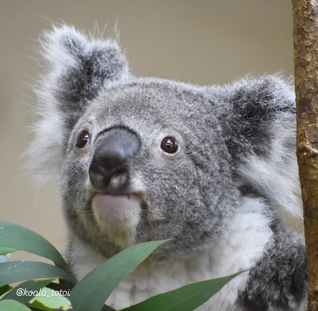 koala_totoi tweet media