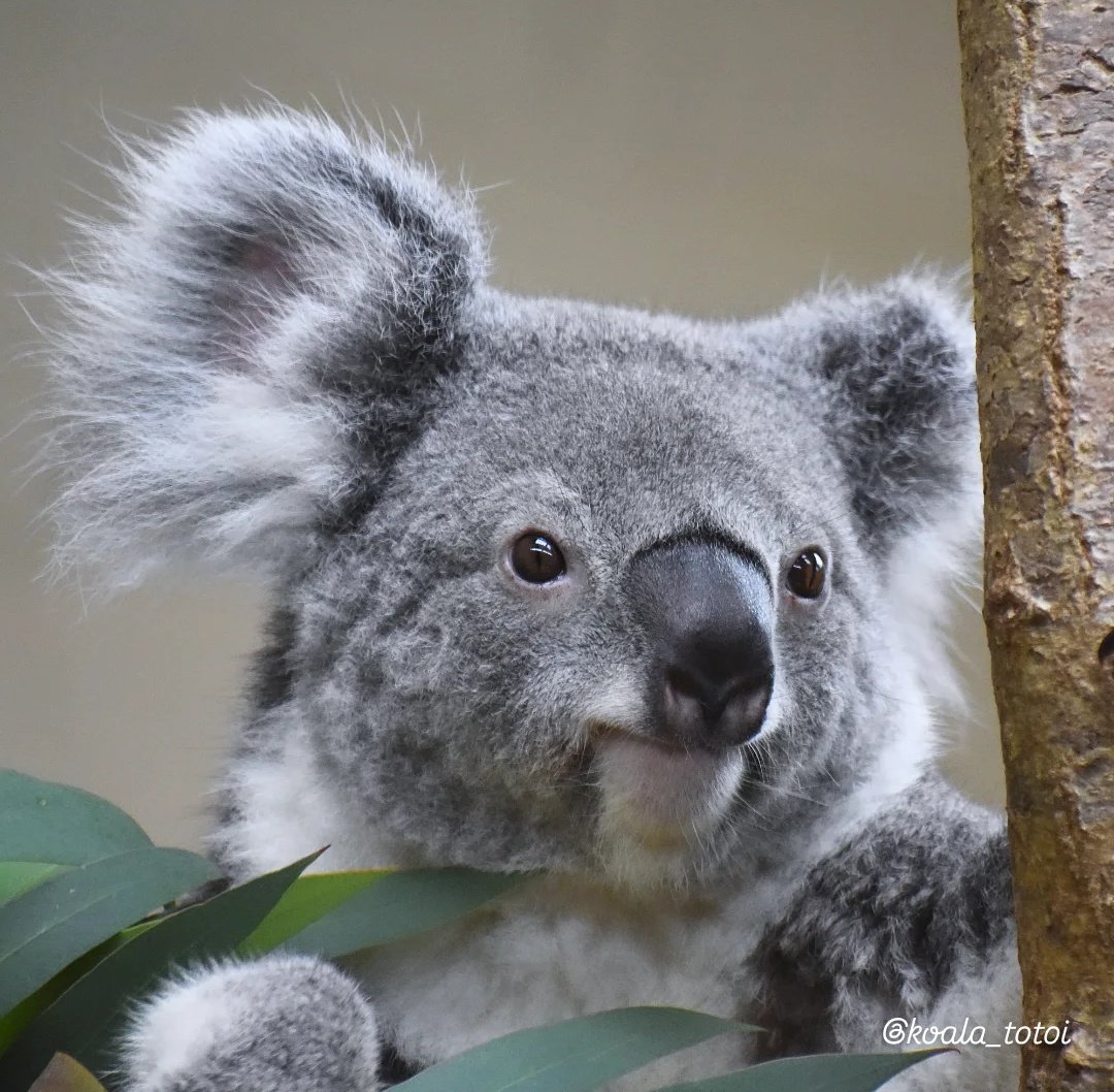 koala_totoi tweet media
