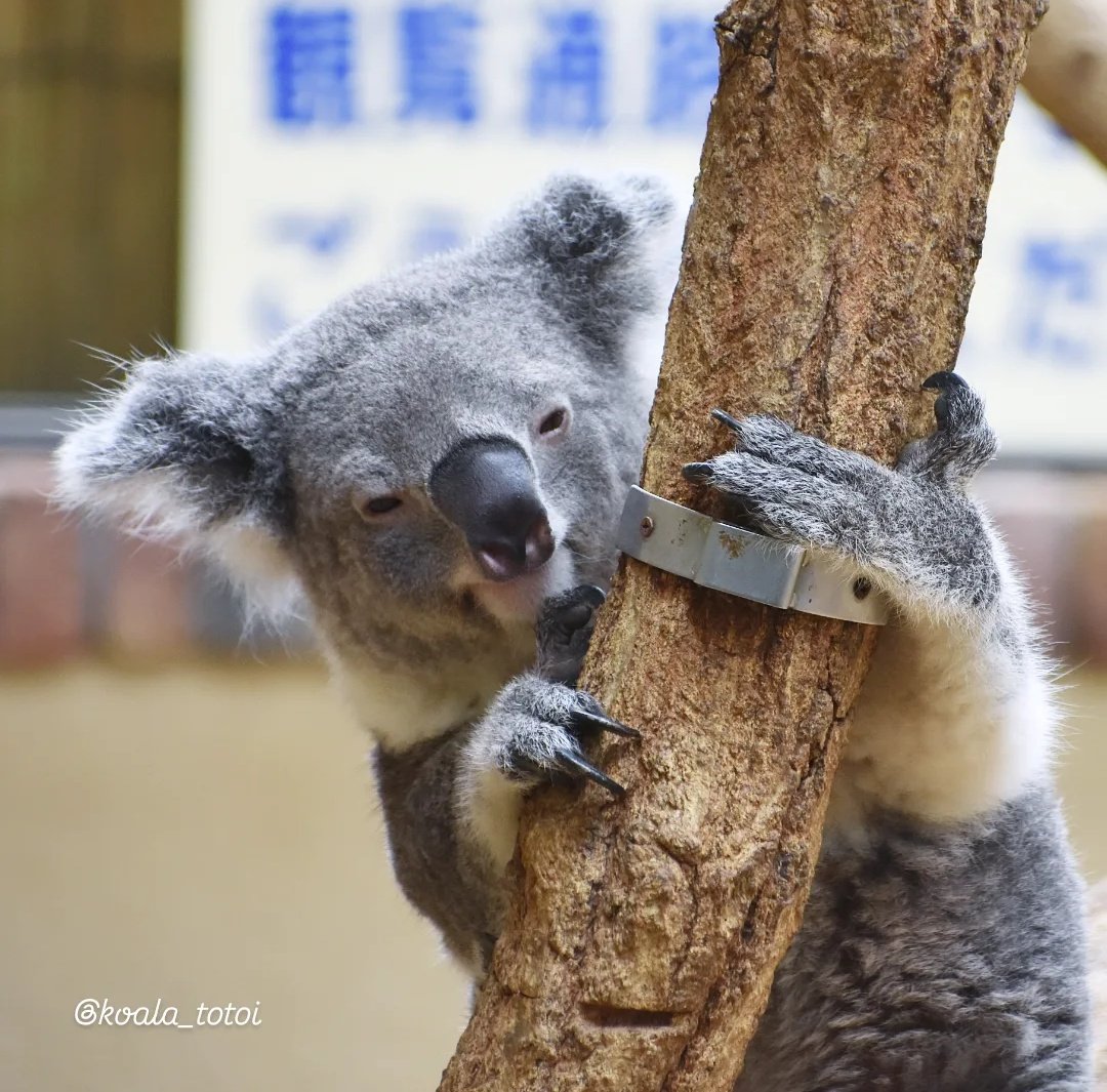 koala_totoi tweet media