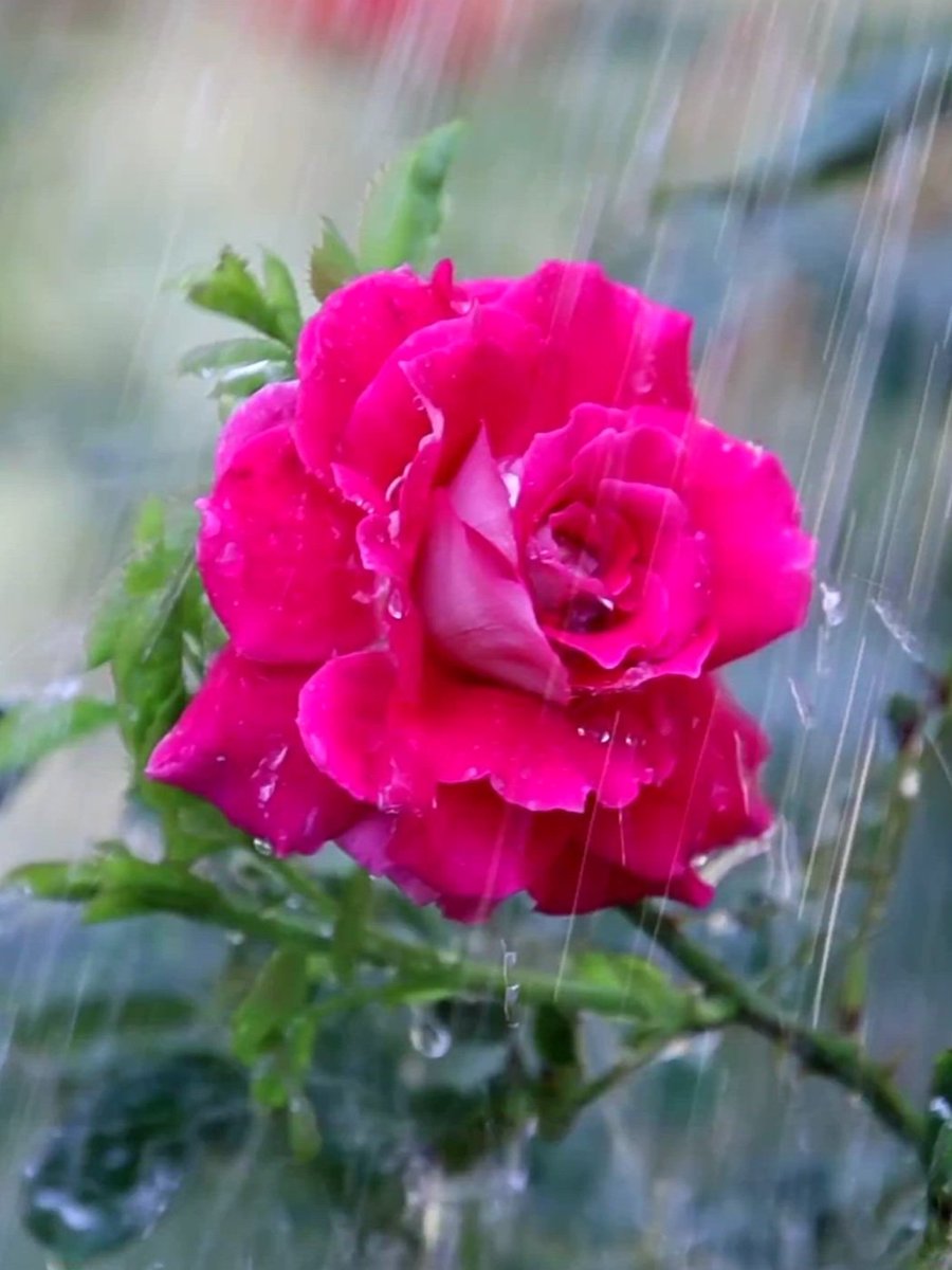 NadiaRossetti24's tweet photo. 🌿Tears are words 
      the heart can't express🌿

               ✒️Gerard Way💧📖❤️

for #RoseWednesday🌹 https://t.co/k9TgOH1ofY