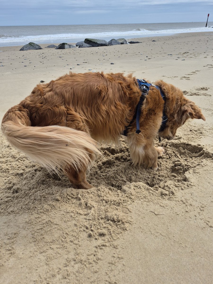 Willow the Golden Retriever 🐕 tweet media