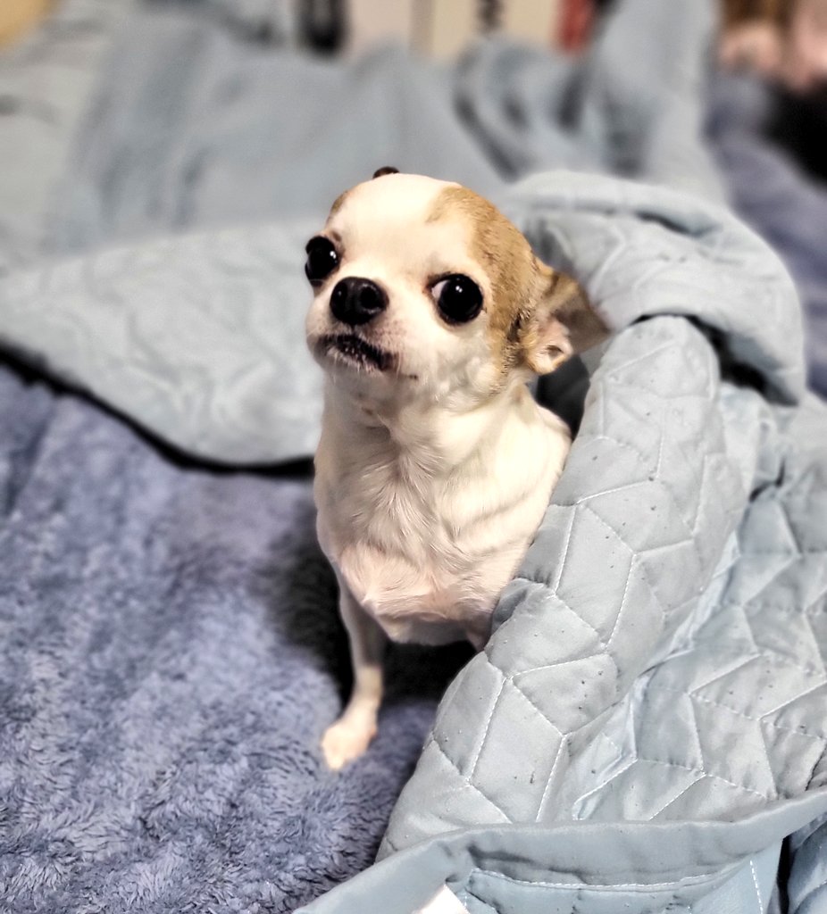 하루❄haru🦋 tweet media