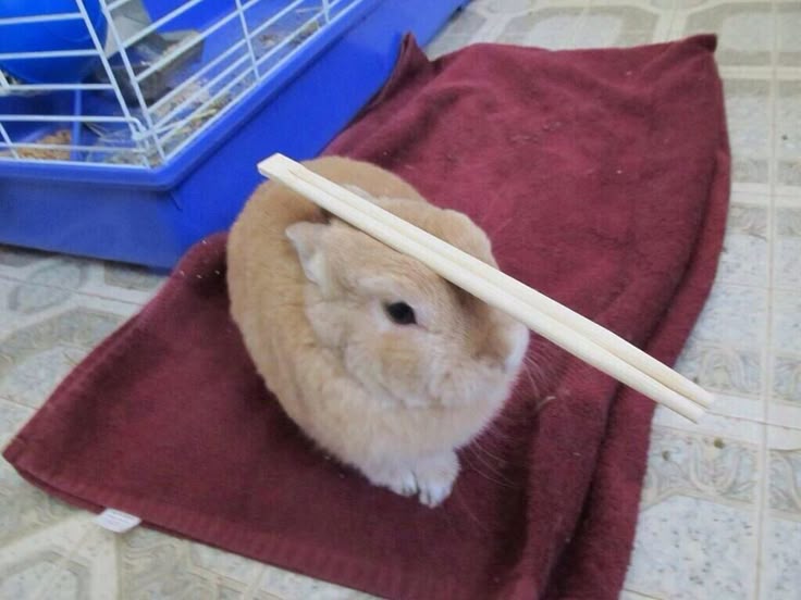 animalpopular9's tweet photo. Crazy bunny! https://t.co/58f4RUTqYq