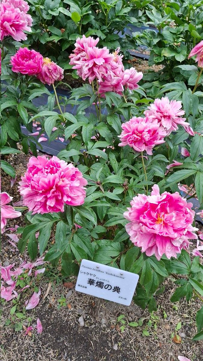 193240K's tweet photo. 華燭の祭典ってコト？ https://t.co/f8farUf1it