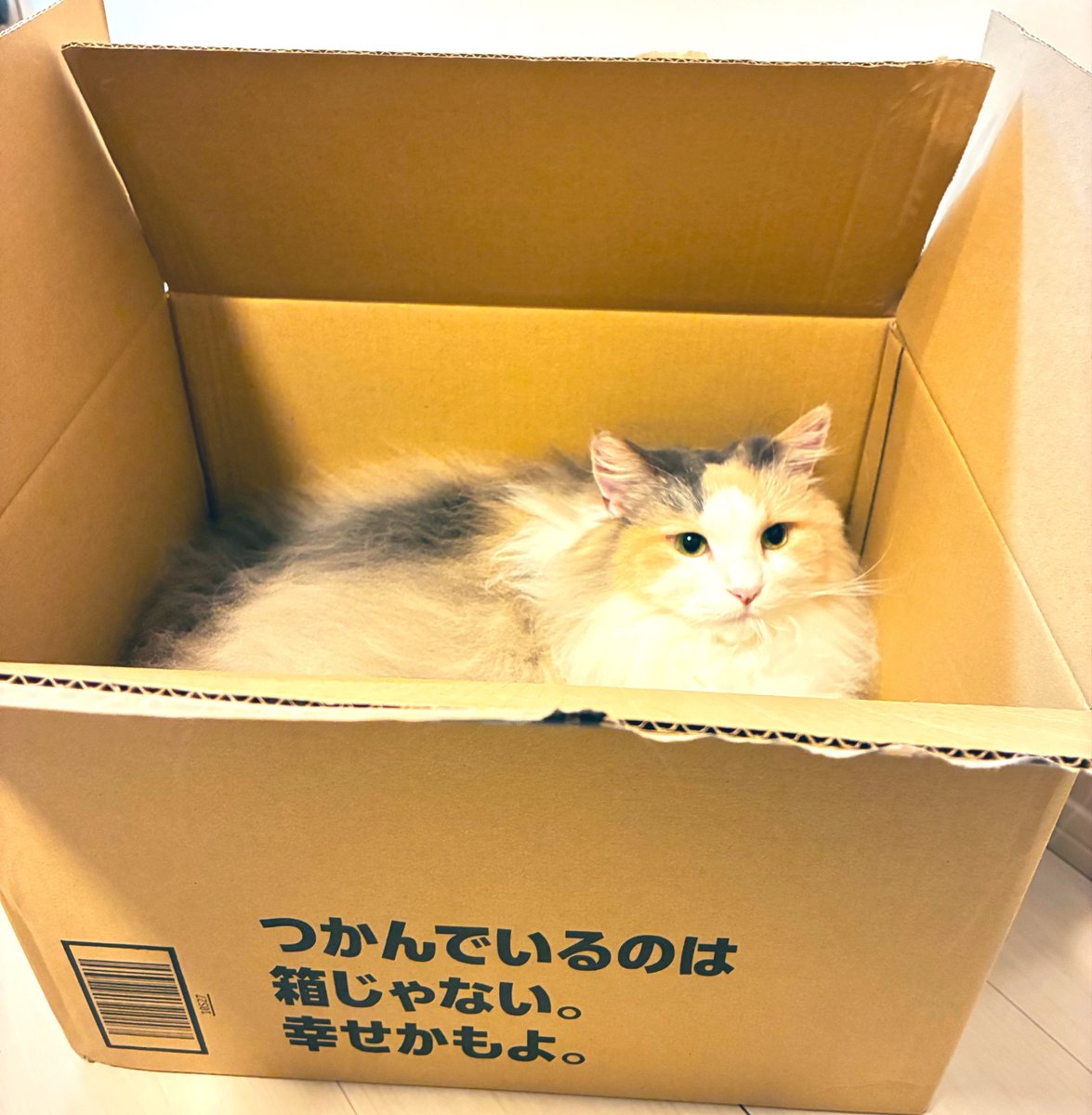 sadistic_mint's tweet photo. 幸せ🐈 https://t.co/UtVYVpQlx4