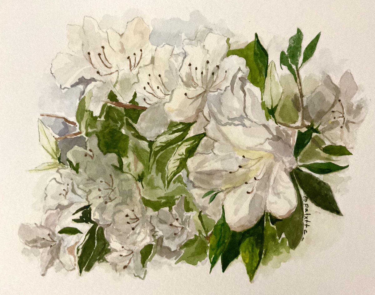 พล. #CA11 SUN-H10 🍳 tweet media