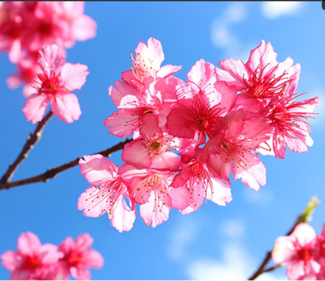 annsch60's tweet photo. Happy hump day. May your Wednesday be as wonderful as these blossoms.
#happyhumpday #humpday #Wednesday #wonderful #blossoms https://t.co/X1q3jL0D7A