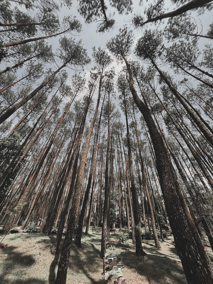 MERAMYAMU's tweet photo. ͏
͏
𖤣 𝗛𝗨𝗧𝗔𝗡 𝗣𝗜𝗡𝗨𝗦 𝗠𝗔𝗡𝗚𝗨𝗡𝗔𝗡
   YOGYAKARTA ㅡ WEDNESDAY 13/05/26

Terang sedikit kita ngadem di hutan pinus. Baru tahu kalau sekarang ada tempat duduknya dan sering ada pertunjukan. Mana di tengahnya ada panggung, bikin tertarik buat jadi reog.

͏
͏ https://t.co/3vYGCNmhnj