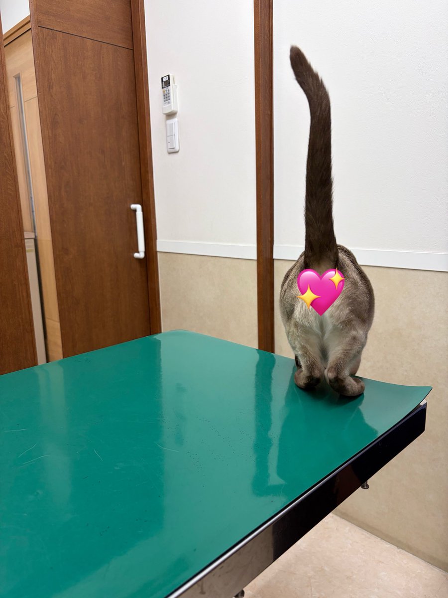 GROWJOY_AcroHD's tweet photo. お疲れ様です👑

先日、毎年恒例の愛猫の健康診断へ🏥

待合室では大きい声で文句を言っていたのに、診察室ではめっちゃ寛ぐ愛猫（いつも）
心拍が聞き取れないほどのゴロゴロをかます愛猫（いつも）

先生には「いつ心拍聞けるかなー」と言われ続けております…

本日もよろしくお願いします🌿
#ねこ https://t.co/mLM6B5iQSK