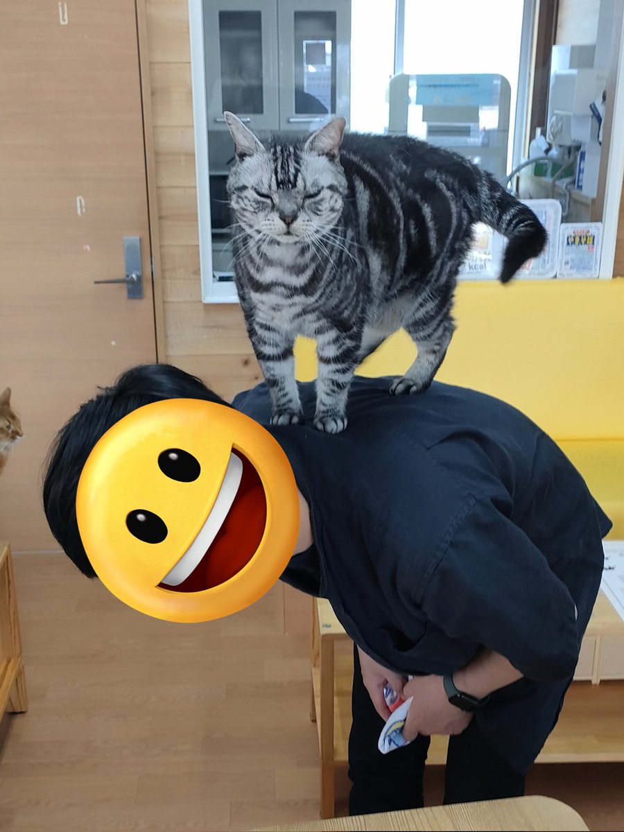 猫カフェちぐら (@catcafe_chigura) / Posts / X