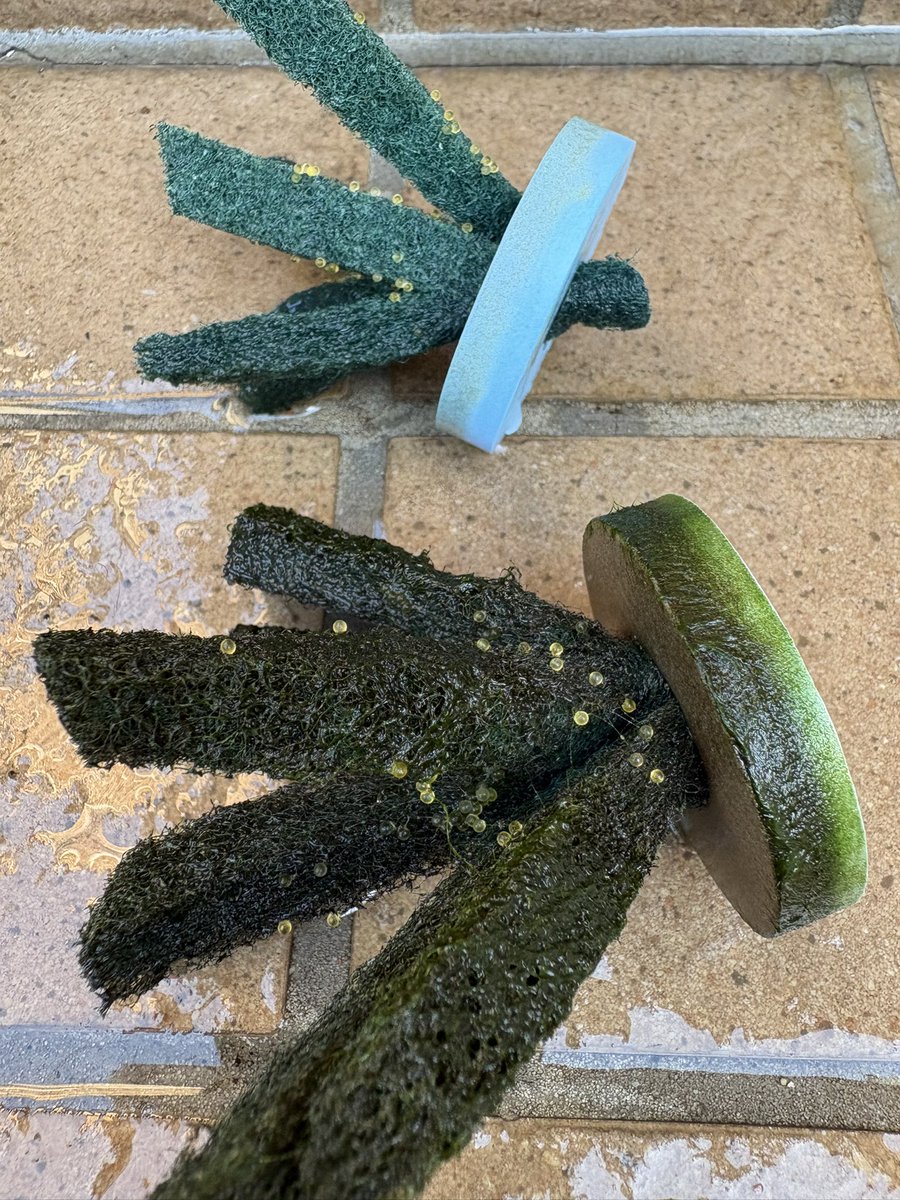 kunipla's tweet photo. 今年もメダカが産まれ始めました。 https://t.co/quYqmIcOd0