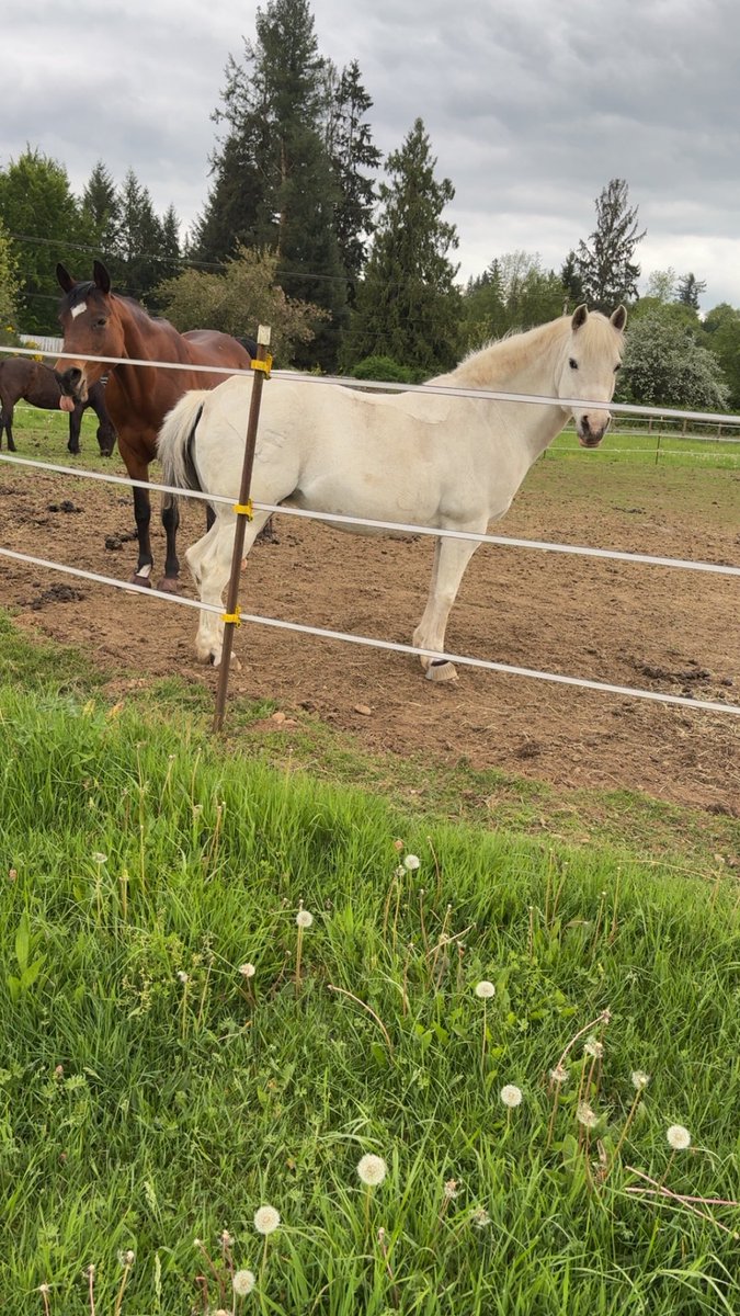 EliciaSanderson's tweet photo. So excited for our first show together! 😁🥰🩷 #horses #equestian #BlessedAndGrateful🙏🏼 #sohappy #futureprofessional #enjoyingeverymoment https://t.co/SiY5m2tK4g