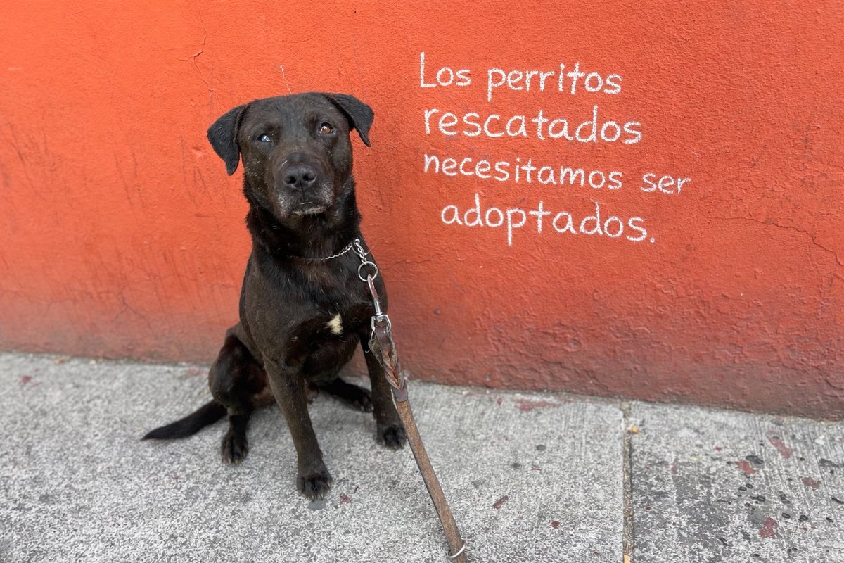 HELA_MORE's tweet photo. Miguelito.🩷 https://t.co/YLhJI2C7nY
