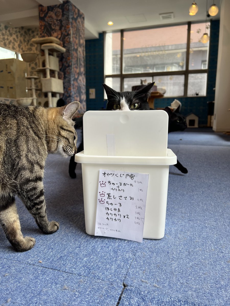 ただいま店内ご案内できます！ 本日ゲリライベントでオヤツくじ開催中